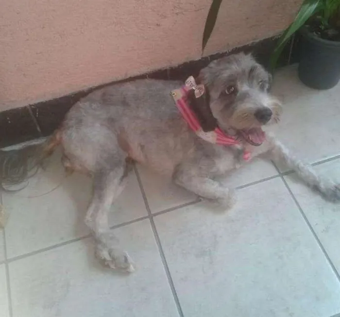 Cachorro ra a MIX DE POODLE idade 2 anos nome VITORIA