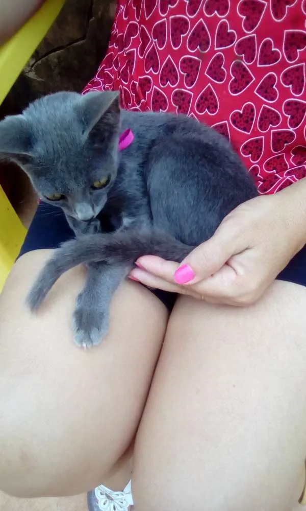 Gato ra a Indefinida idade 2 a 6 meses nome Não Tem