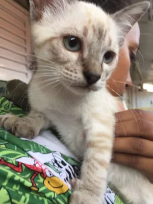 Gato raça Siamês MIX idade 2 a 6 meses nome TITI