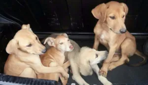 Cachorro raça Mestiço idade 2 a 6 meses nome Bebês