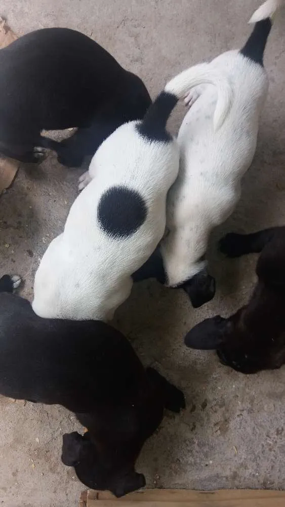 Cachorro ra a Vira lata com fila idade  nome Mufasa, Boludo, ETC.