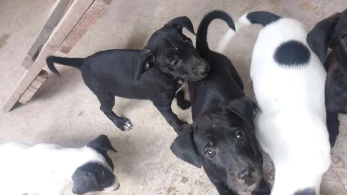 Cachorro ra a Vira lata com fila idade  nome Mufasa, Boludo, ETC.