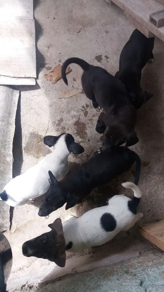 Cachorro ra a Vira lata com fila idade  nome Mufasa, Boludo, ETC.