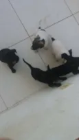 Mufasa, Boludo, ETC.