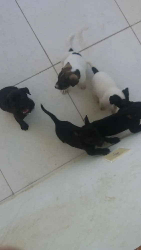 Cachorro ra a Vira lata com fila idade  nome Mufasa, Boludo, ETC.