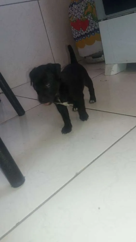 Cachorro ra a Vira lata com fila idade  nome Mufasa, Boludo, ETC.