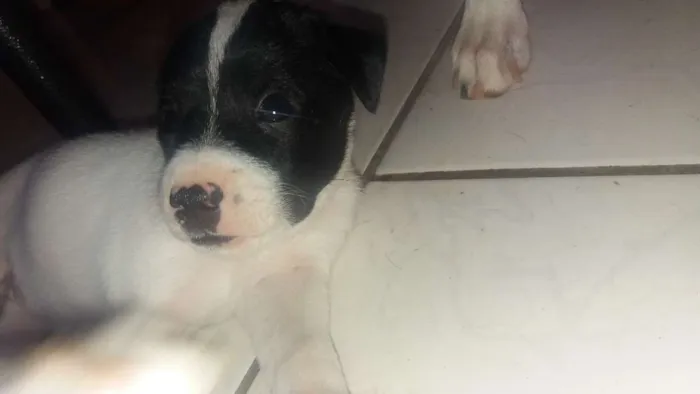 Cachorro ra a Vira lata com fila idade  nome Mufasa, Boludo, ETC.