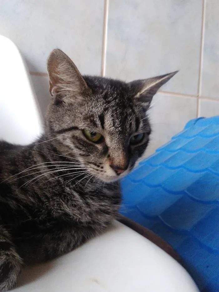 Gato ra a  idade 2 anos nome Luna