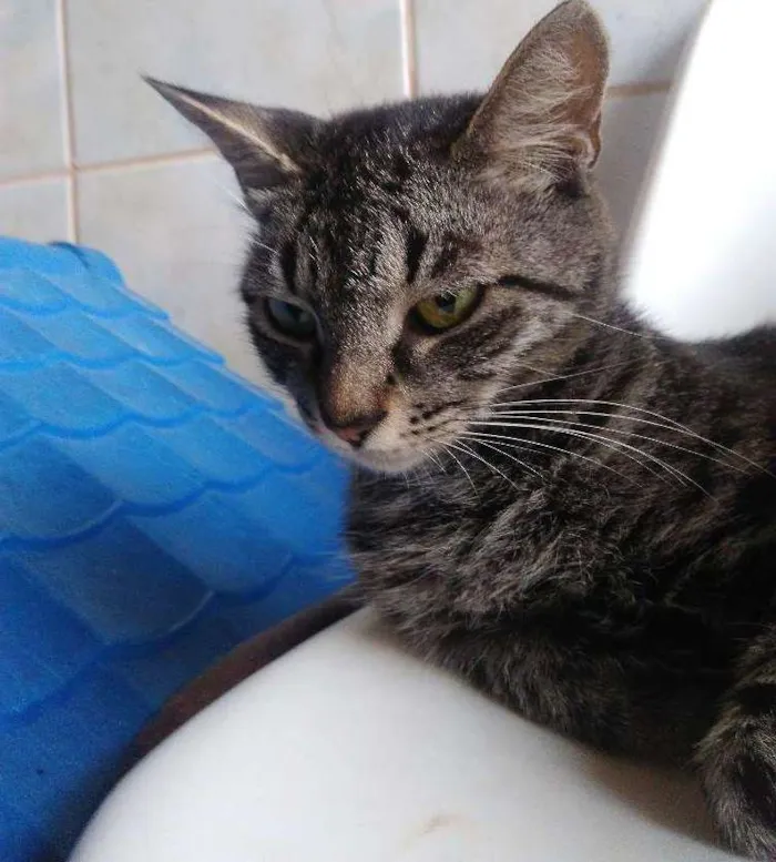 Gato ra a  idade 2 anos nome Luna