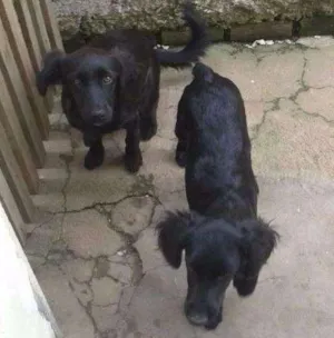Cachorro raça Vira lata idade 2 a 6 meses nome Pitoco, Lady