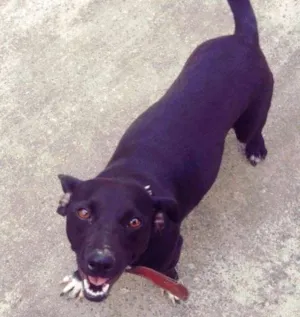 Cachorro raça Mistura com bacê idade 1 ano nome Duquesa