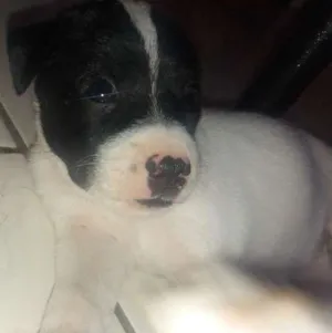 Cachorro raça Vira lata com fila idade  nome Mufasa, Boludo, ETC.