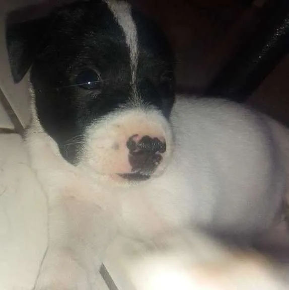Cachorro ra a Vira lata com fila idade  nome Mufasa, Boludo, ETC.