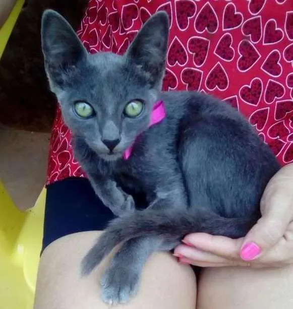 Gato ra a Indefinida idade 2 a 6 meses nome Não Tem