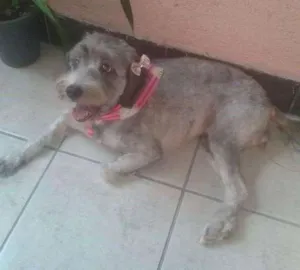 Cachorro raça MIX DE POODLE idade 2 anos nome VITORIA