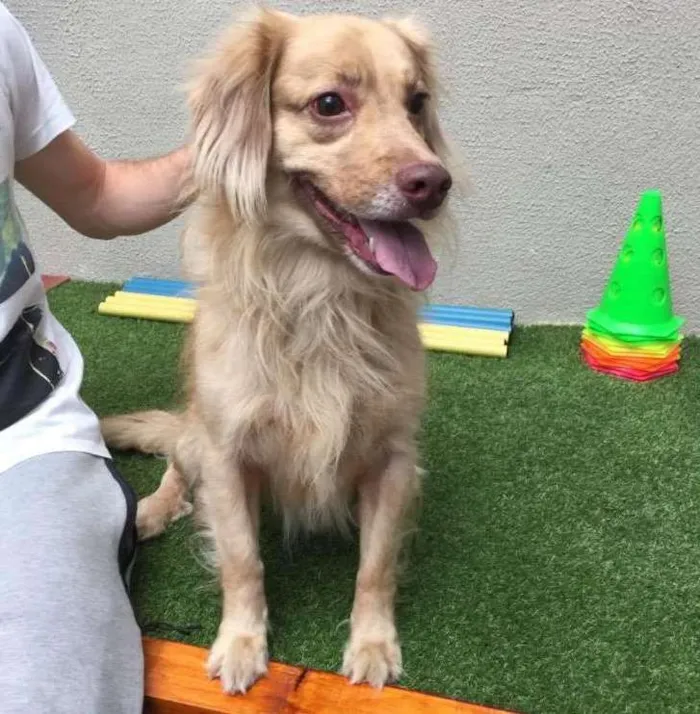 Cachorro ra a MIX DE GOLDEN idade 2 anos nome BADY