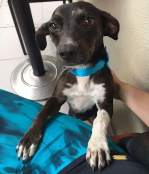 Cachorro raça SRD idade 2 anos nome PIPA