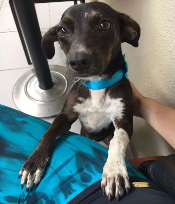 Cachorro ra a SRD idade 2 anos nome PIPA