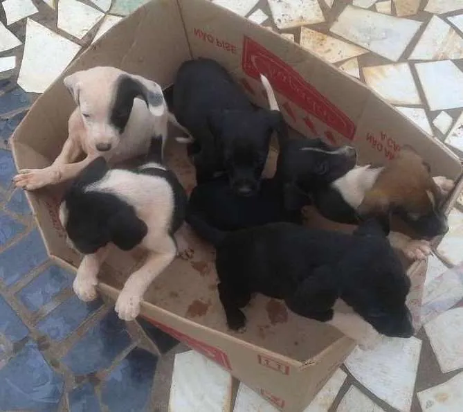 Cachorro ra a vira lata idade Abaixo de 2 meses nome n tem nome ainda