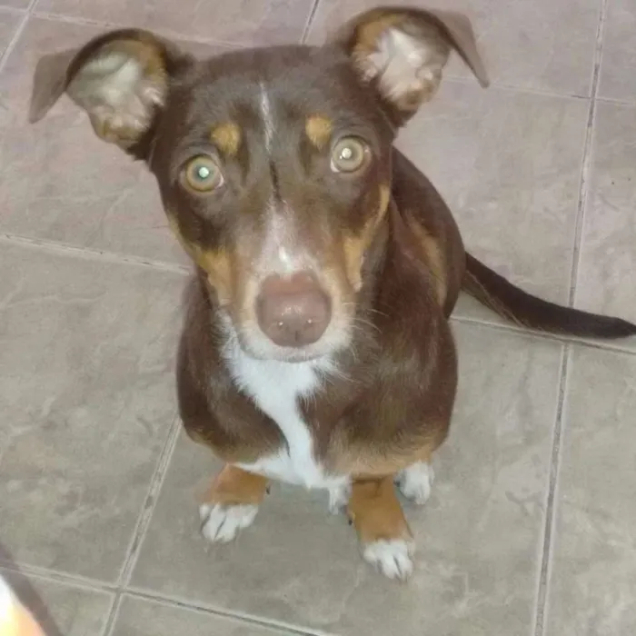 Cachorro ra a vira lata idade 1 ano nome Cléo