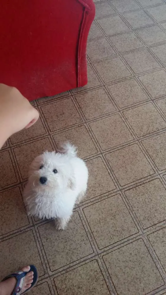 Cachorro ra a Poodle  idade 2 a 6 meses nome Belinha