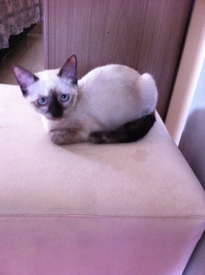Gato raça  idade 2 a 6 meses nome Luna
