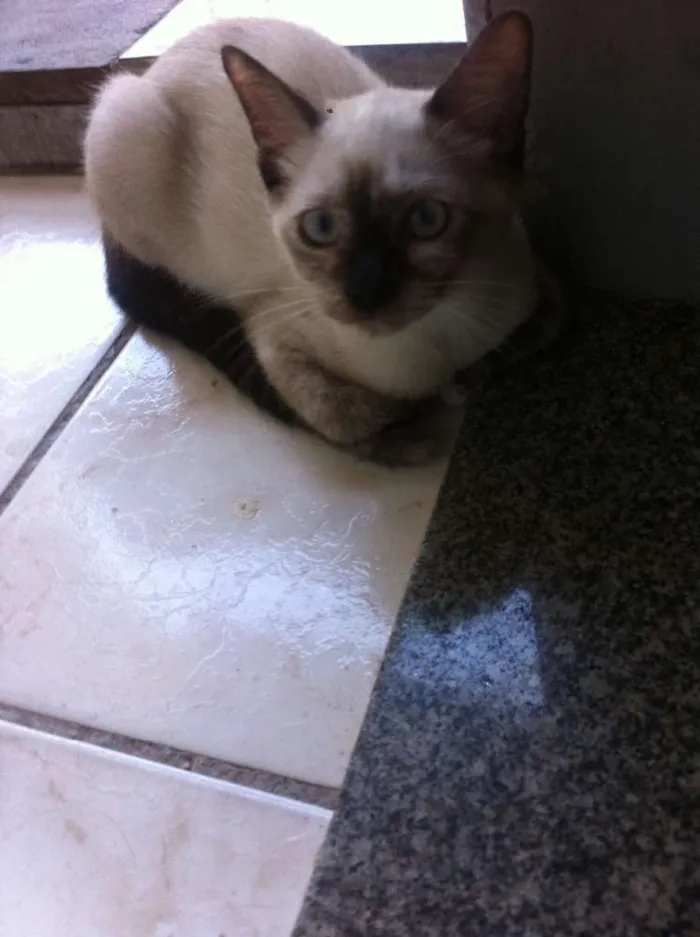 Gato raça  idade 2 a 6 meses nome Luna