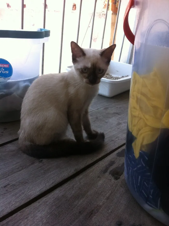 Gato raça  idade 2 a 6 meses nome Luna