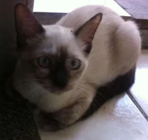 Gato raça  idade 2 a 6 meses nome Luna