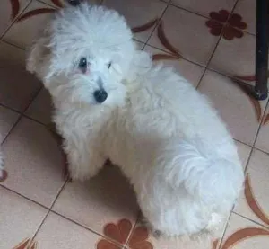 Cachorro raça Poodle idade 2 a 6 meses nome Marrie