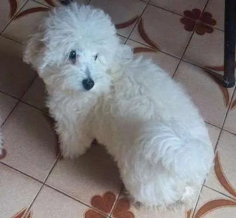 Cachorro ra a Poodle idade 2 a 6 meses nome Marrie