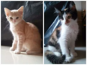 Gato raça  idade 2 a 6 meses nome Teo e Lola