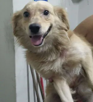 Cachorro raça SRD idade 3 anos nome Sem nome