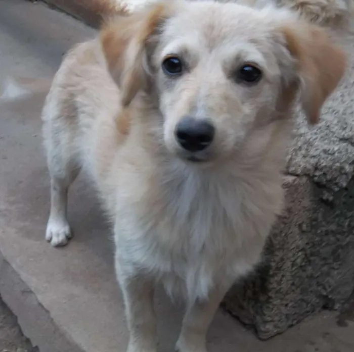 Cachorro raça Indefinida idade 7 a 11 meses nome Preciosa