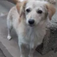 Preciosa