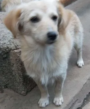 Cachorro raça Indefinida idade 7 a 11 meses nome Preciosa