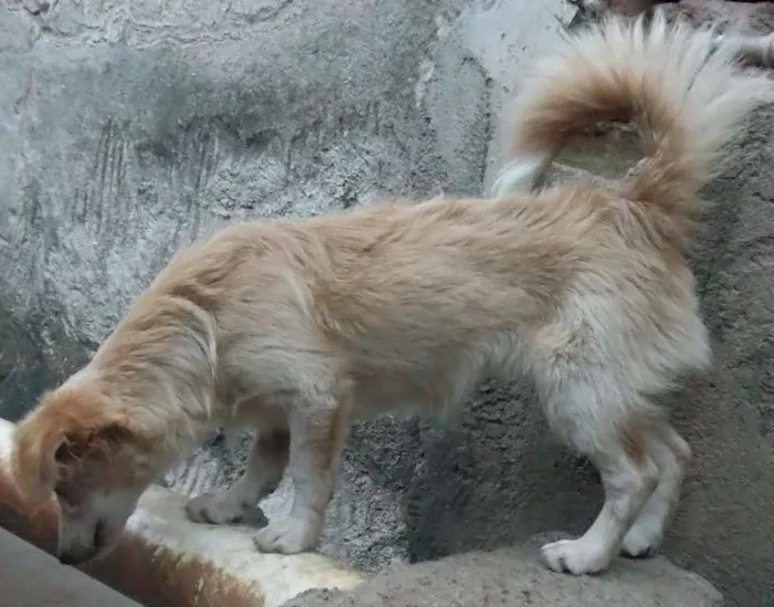 Cachorro raça Indefinida idade 7 a 11 meses nome Preciosa