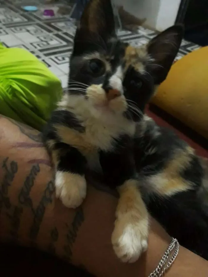 Gato ra a Vira lata idade 2 a 6 meses nome Sem nome