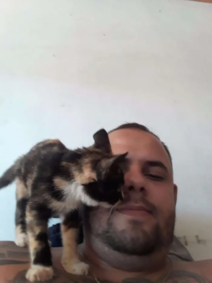 Gato ra a Vira lata idade 2 a 6 meses nome Sem nome