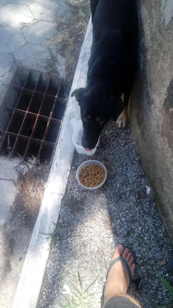 Cachorro ra a Rottweiler+ Vira Lata idade 7 a 11 meses nome Sem nome