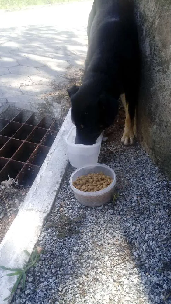 Cachorro ra a Rottweiler+ Vira Lata idade 7 a 11 meses nome Sem nome