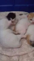 nao possui