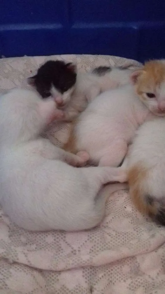 Gato raça SRD idade  nome nao possui