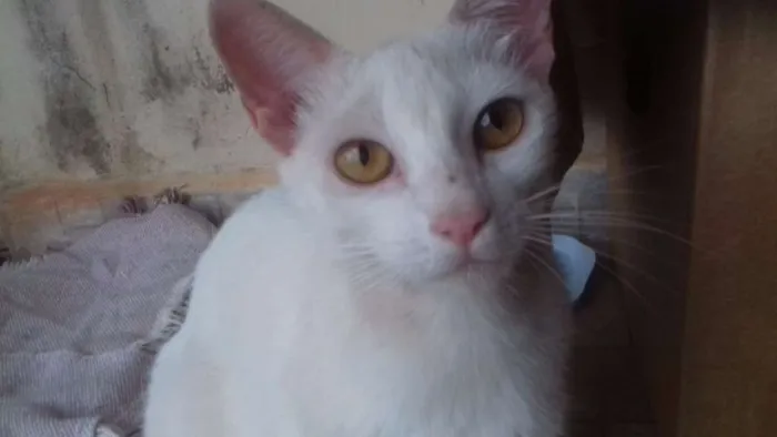 Gato raça SRD idade 1 ano nome nao possui