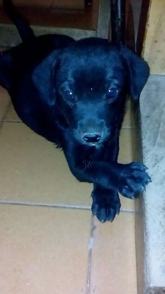 Cachorro ra a vira lata idade 2 a 6 meses nome Pingo, Lindinha, Rol