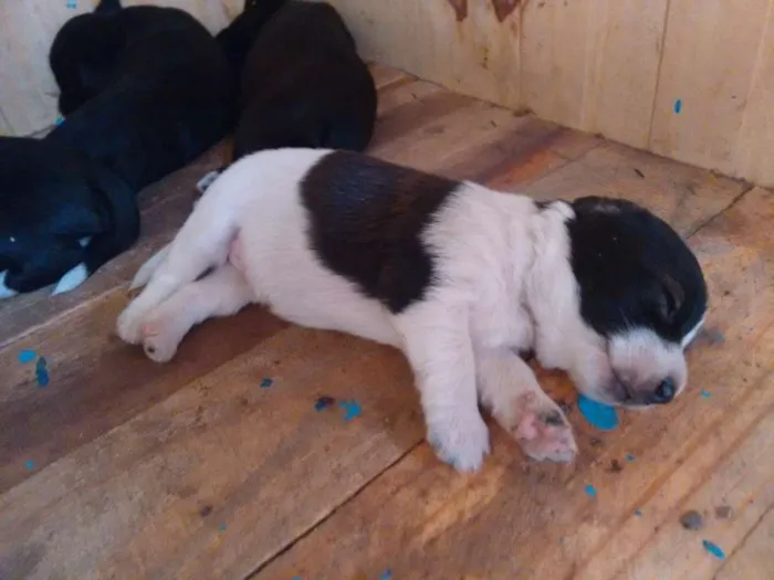 Cachorro raça Indefinida idade 2 a 6 meses nome Sem nomes ainda