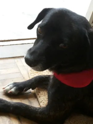 Cachorro raça vira lata idade 1 ano nome Escaminha