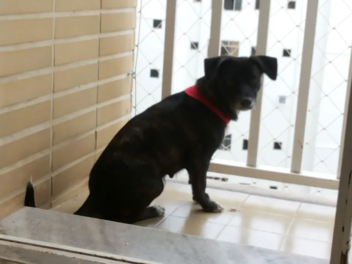 Cachorro raça vira lata idade 1 ano nome Escaminha