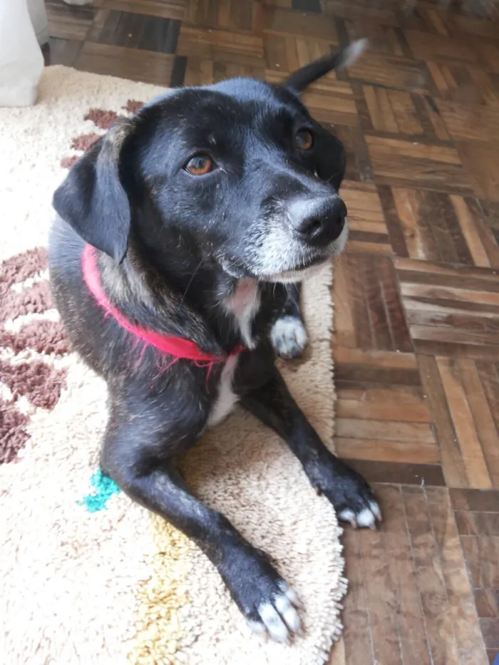 Cachorro raça vira lata idade 1 ano nome Escaminha