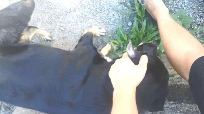 Cachorro ra a Rottweiler+ Vira Lata idade 7 a 11 meses nome Sem nome